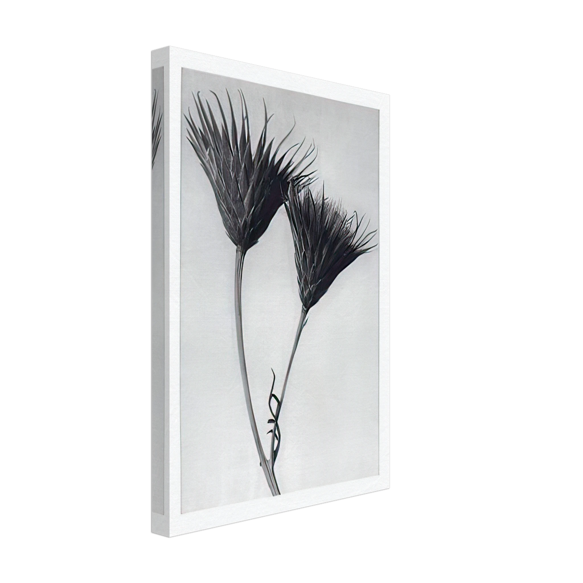 Art Forms in Nature 102 by Karl Blossfeldt, canvas, view 2