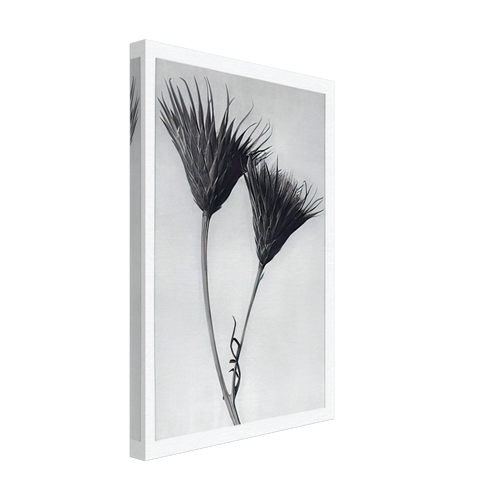 Art Forms in Nature 102 by Karl Blossfeldt, canvas, view 2