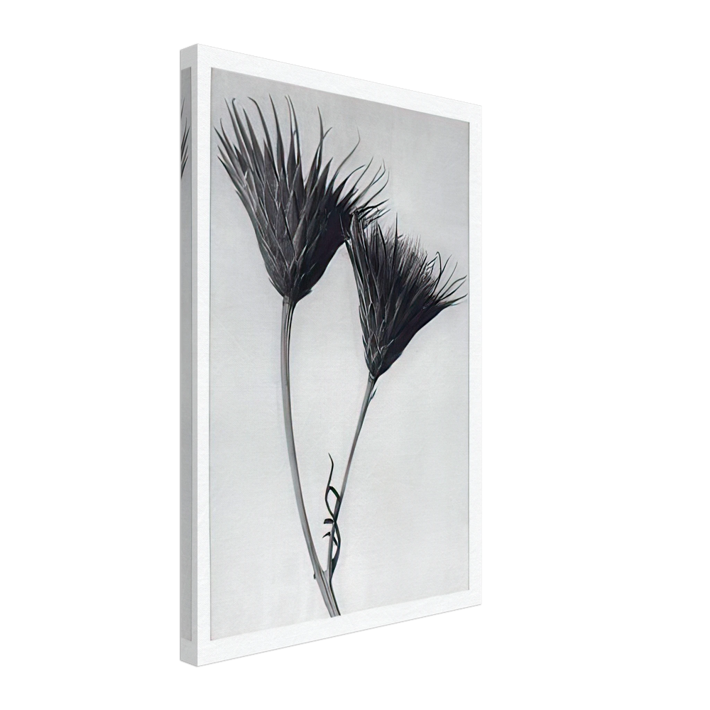 Art Forms in Nature 102 by Karl Blossfeldt, canvas
