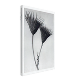 Art Forms in Nature 102 by Karl Blossfeldt, canvas