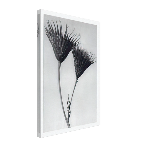 Art Forms in Nature 102 by Karl Blossfeldt, canvas