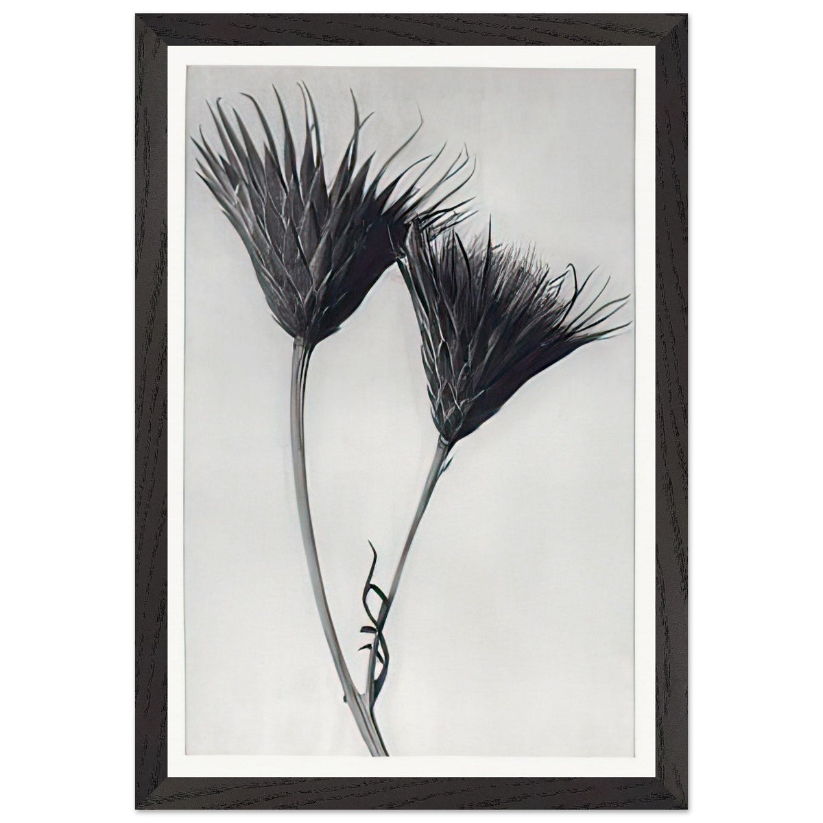 Art Forms in Nature 102 by Karl Blossfeldt, framed poster, view 2