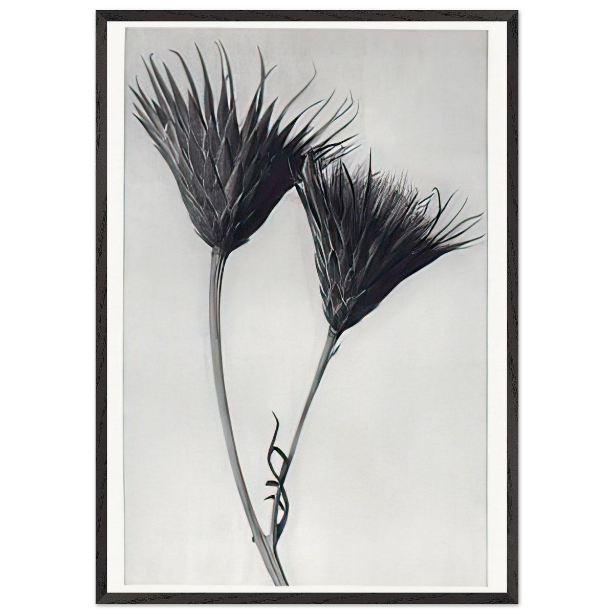 Art Forms in Nature 102 by Karl Blossfeldt, framed poster, view 3