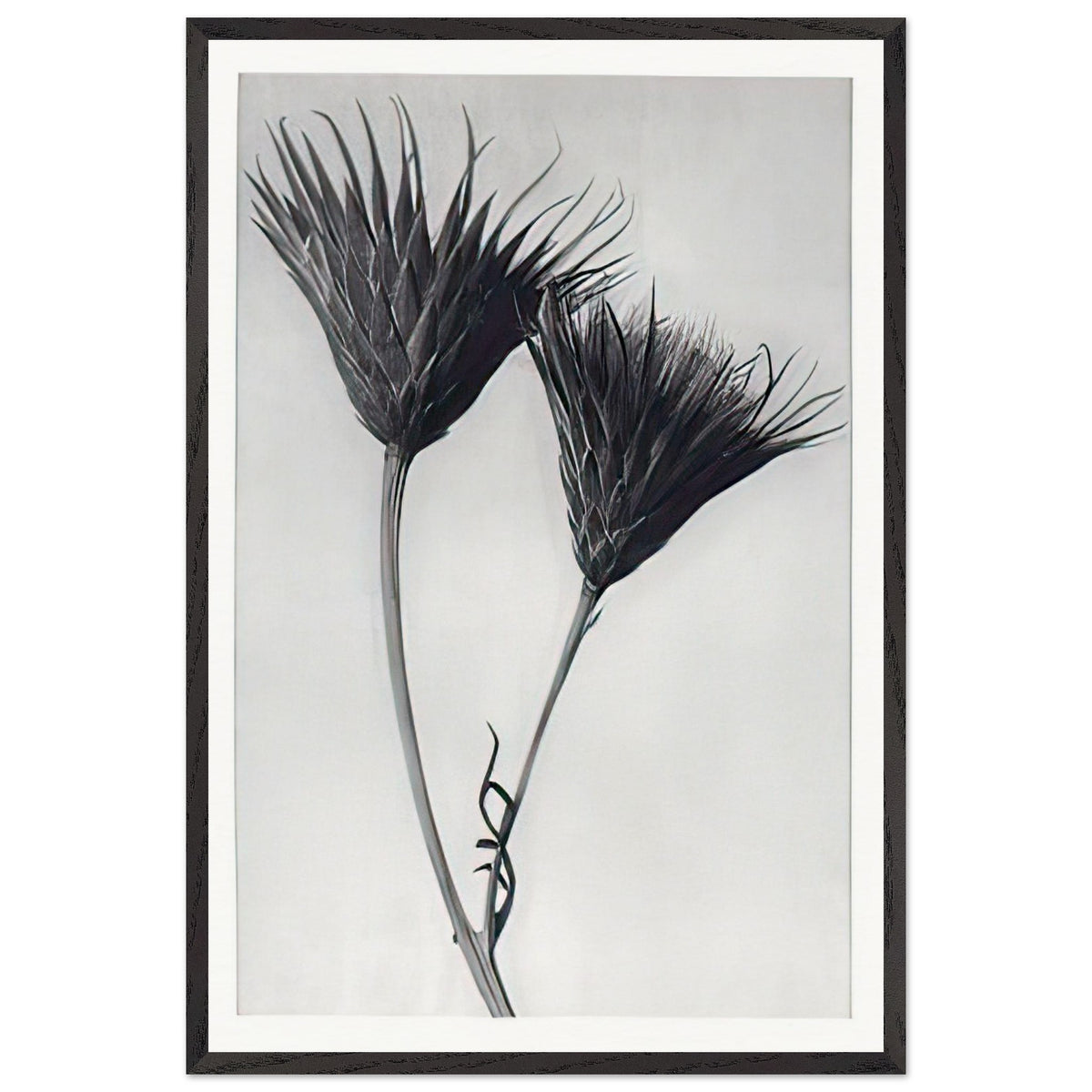 Art Forms in Nature 102 by Karl Blossfeldt, framed poster