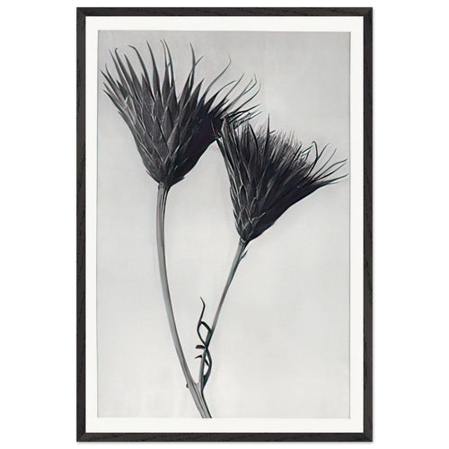 Art Forms in Nature 102 by Karl Blossfeldt, framed poster