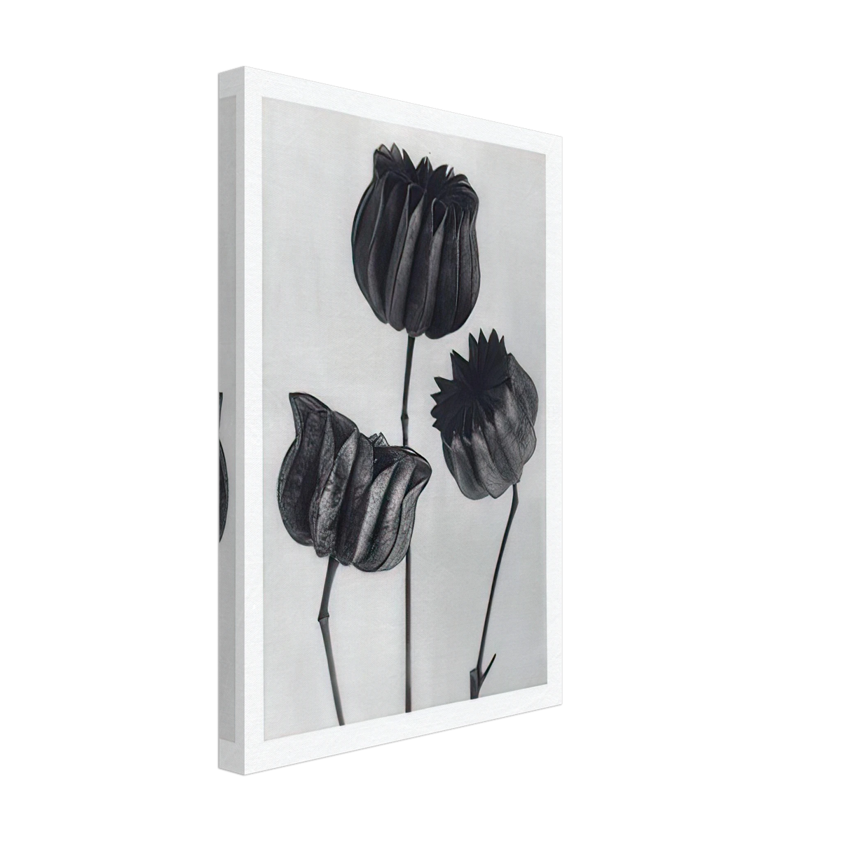 Art Forms in Nature 103 by Karl Blossfeldt, canvas, view 2