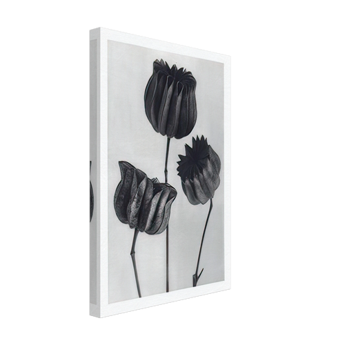 Art Forms in Nature 103 by Karl Blossfeldt, canvas, view 2