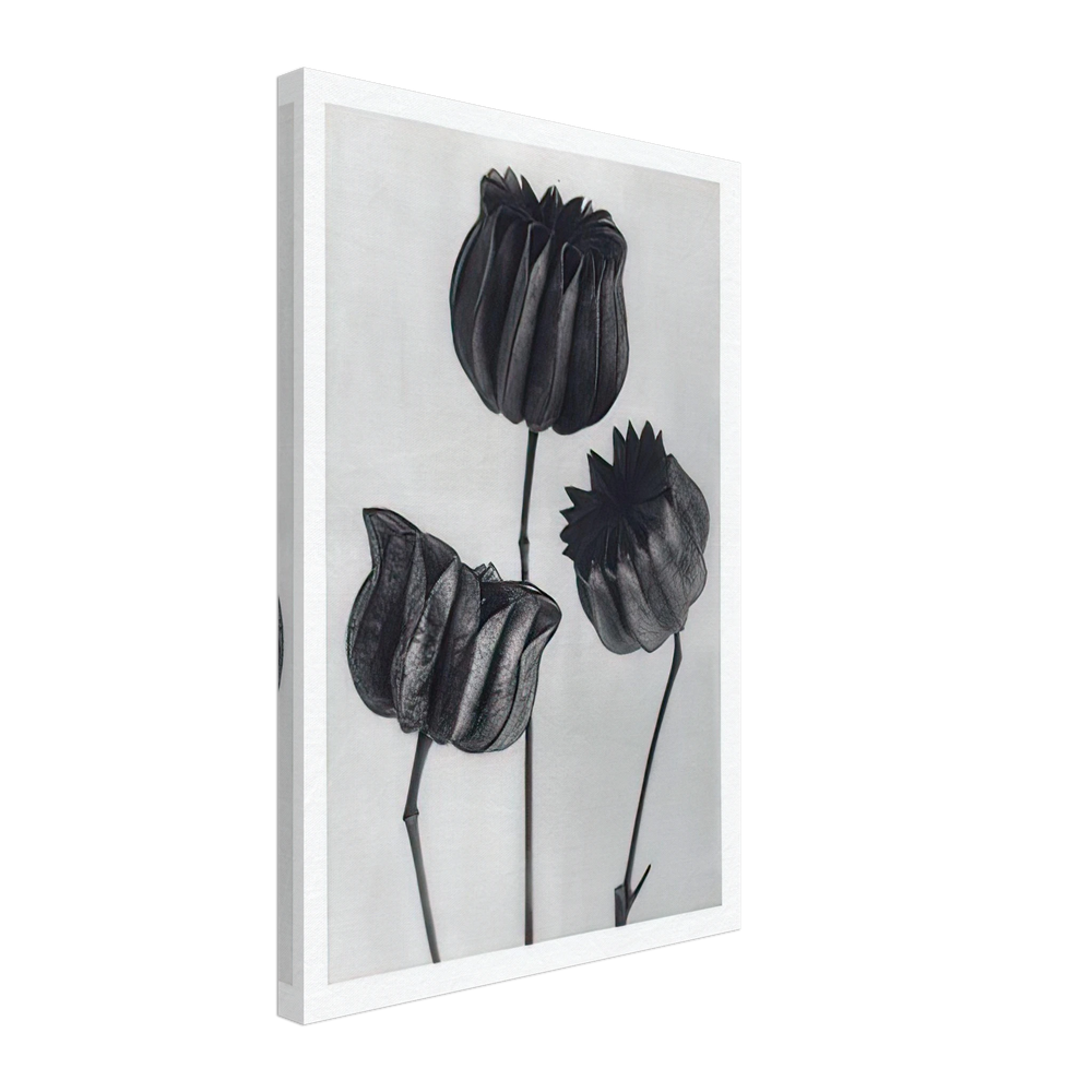 Art Forms in Nature 103 by Karl Blossfeldt, canvas