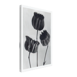 Art Forms in Nature 103 by Karl Blossfeldt, canvas