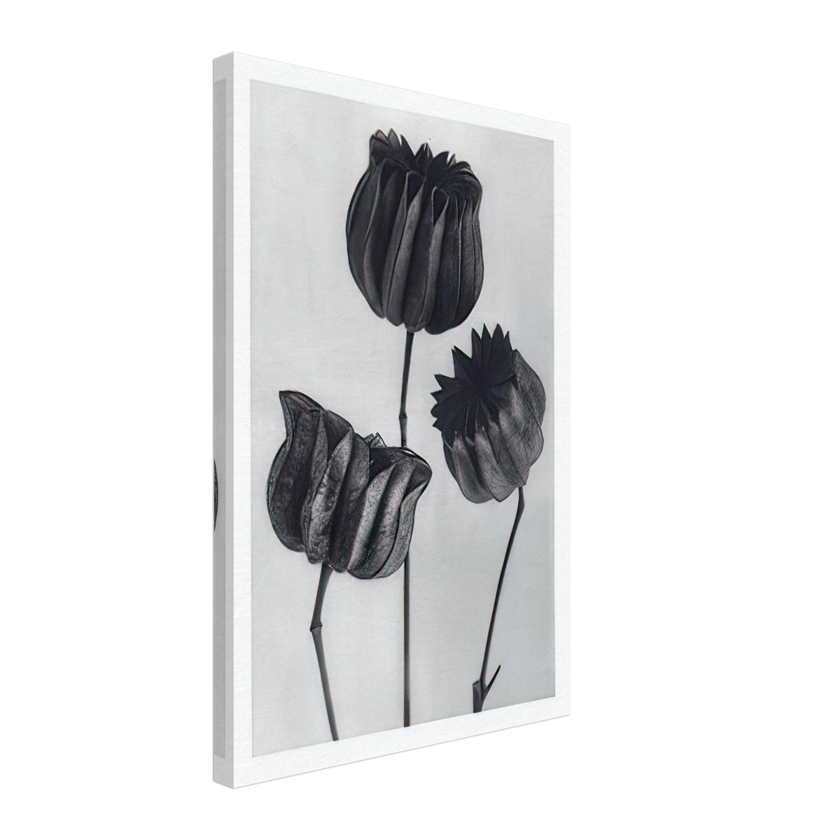 Art Forms in Nature 103 by Karl Blossfeldt, canvas