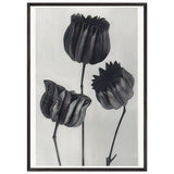 Art Forms in Nature 103 by Karl Blossfeldt, framed poster, view 3