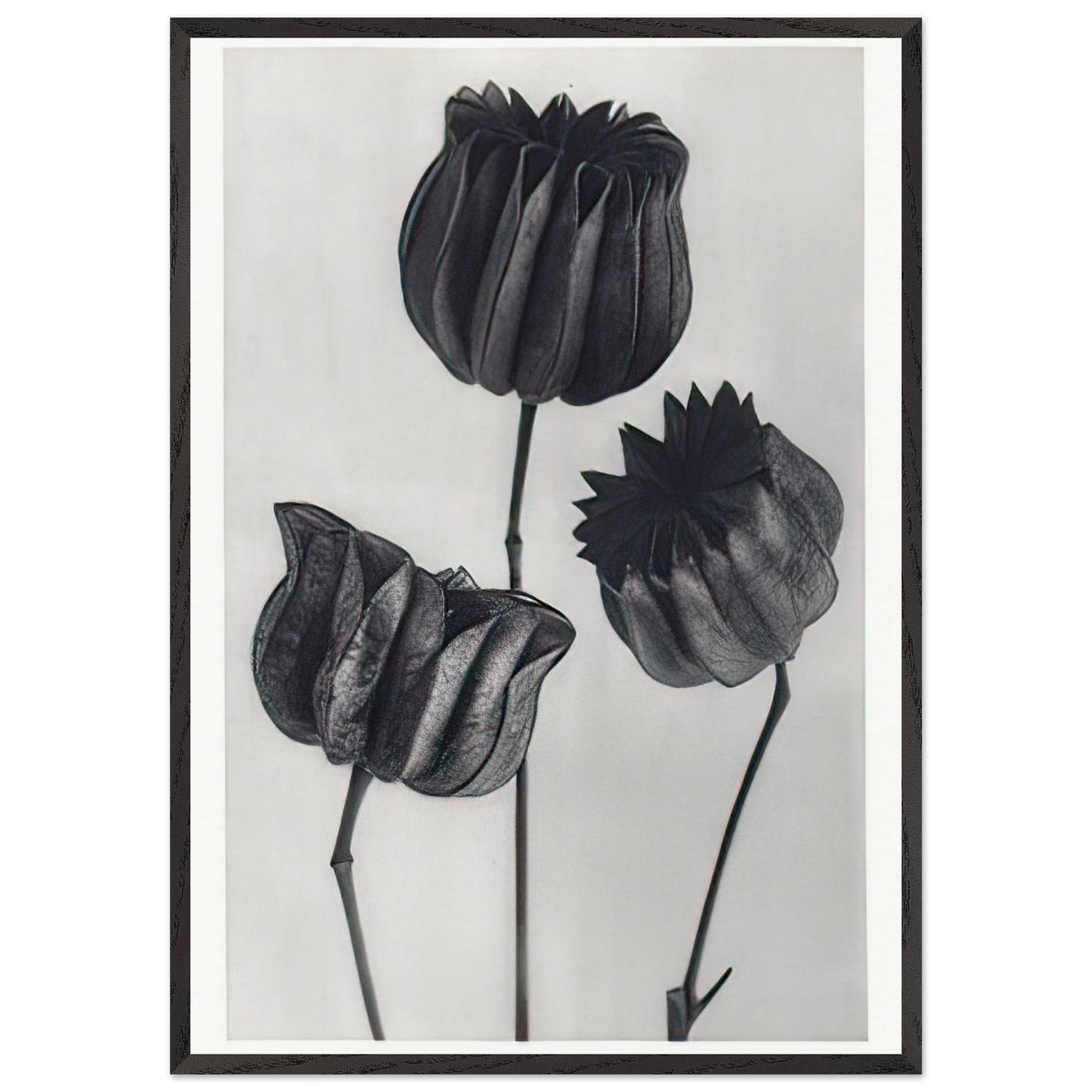 Art Forms in Nature 103 by Karl Blossfeldt, framed poster, view 3