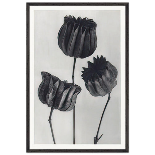 Art Forms in Nature 103 by Karl Blossfeldt, framed poster