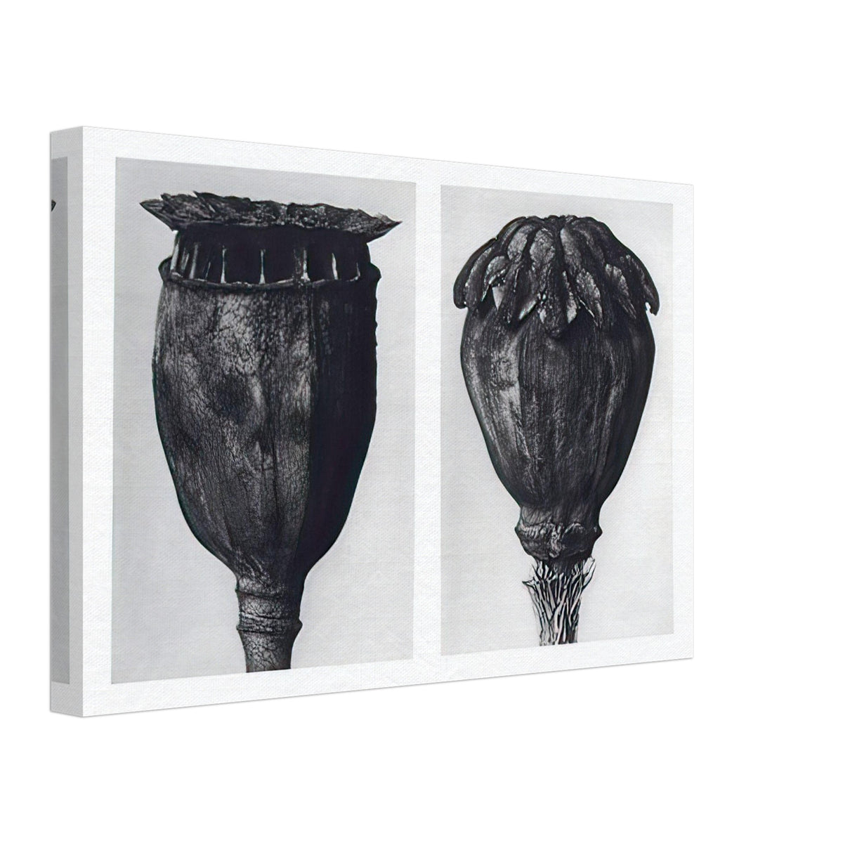 Art Forms in Nature 104 by Karl Blossfeldt, canvas, view 2