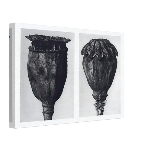 Art Forms in Nature 104 by Karl Blossfeldt, canvas, view 2