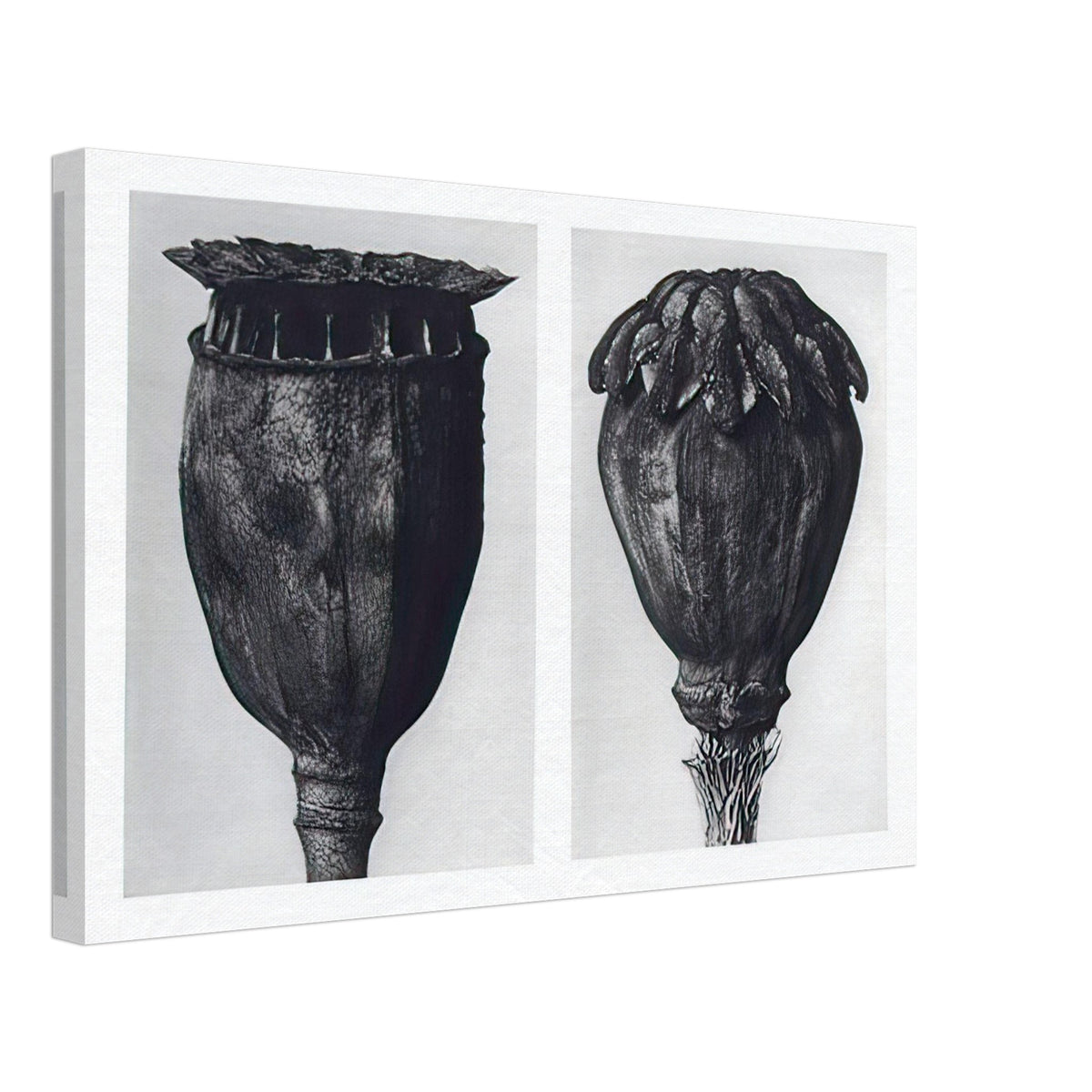 Art Forms in Nature 104 by Karl Blossfeldt, canvas