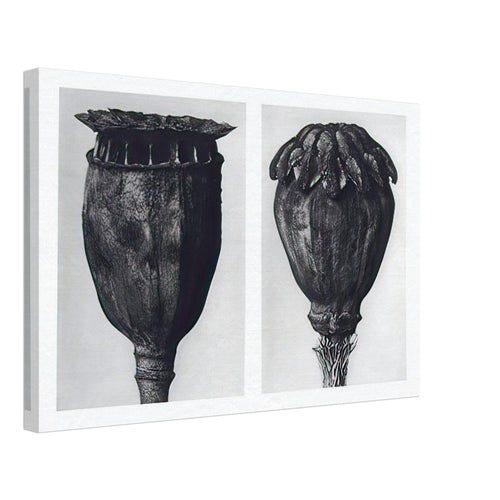 Art Forms in Nature 104 by Karl Blossfeldt, canvas