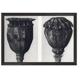 Art Forms in Nature 104 by Karl Blossfeldt, framed poster, view 2