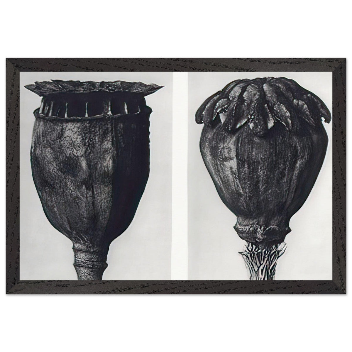 Art Forms in Nature 104 by Karl Blossfeldt, framed poster, view 2
