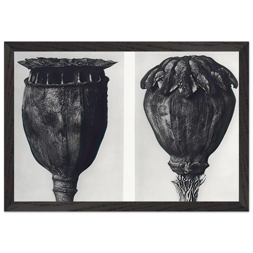 Art Forms in Nature 104 by Karl Blossfeldt, framed poster, view 2