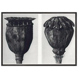 Art Forms in Nature 104 by Karl Blossfeldt, framed poster, view 3