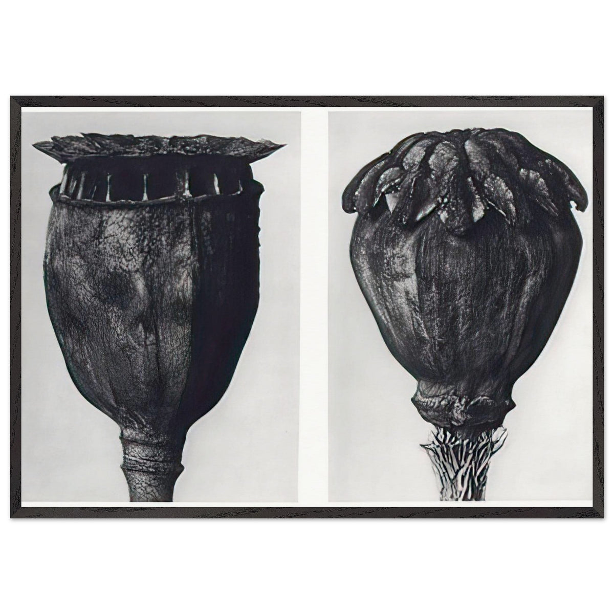 Art Forms in Nature 104 by Karl Blossfeldt, framed poster, view 3