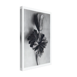 Art Forms in Nature 105 by Karl Blossfeldt, canvas, view 2