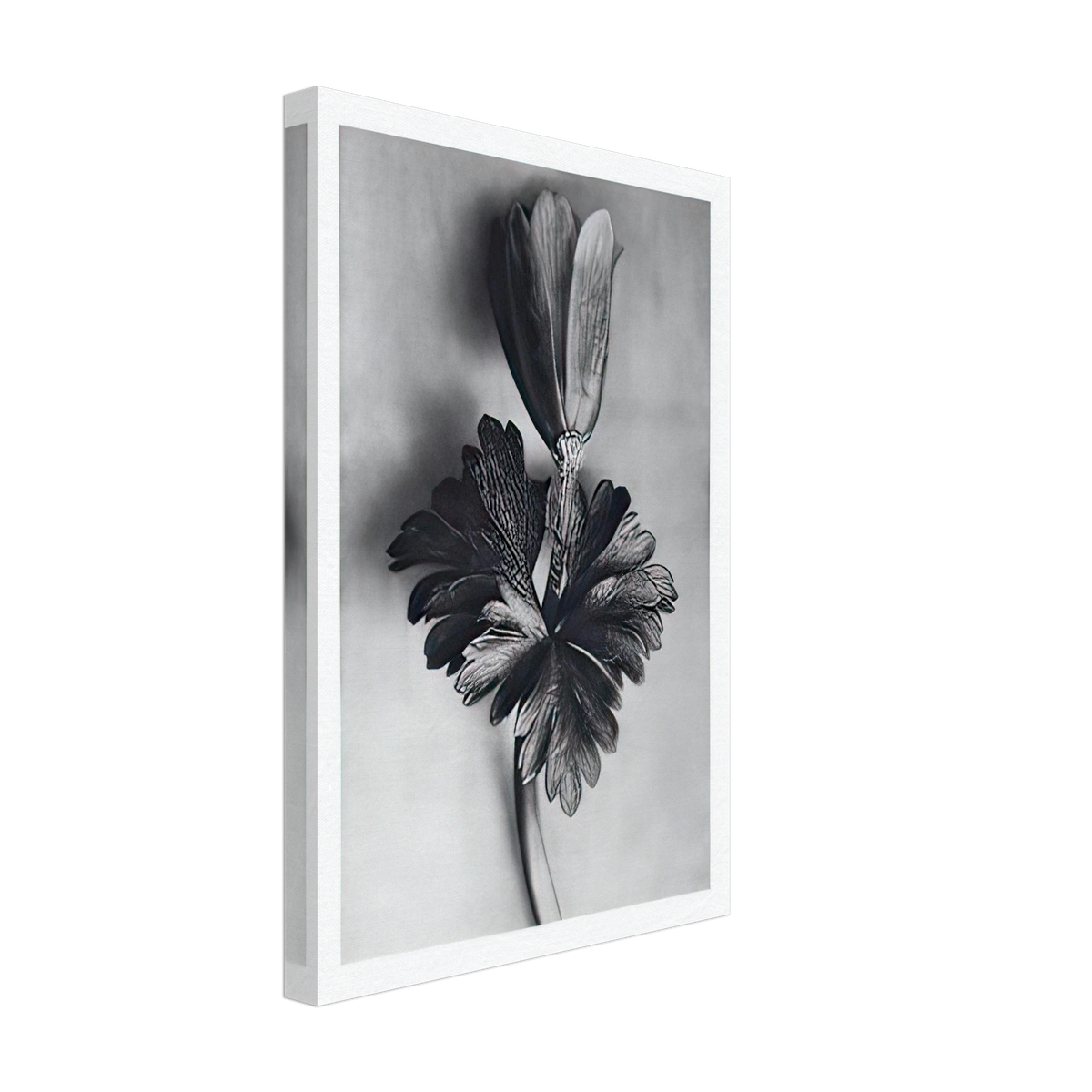 Art Forms in Nature 105 by Karl Blossfeldt, canvas, view 2
