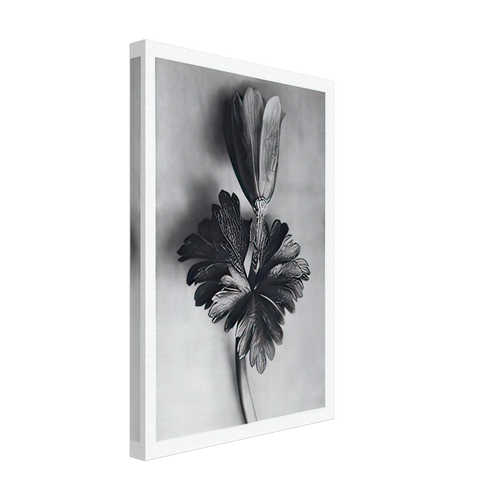 Art Forms in Nature 105 by Karl Blossfeldt, canvas, view 2