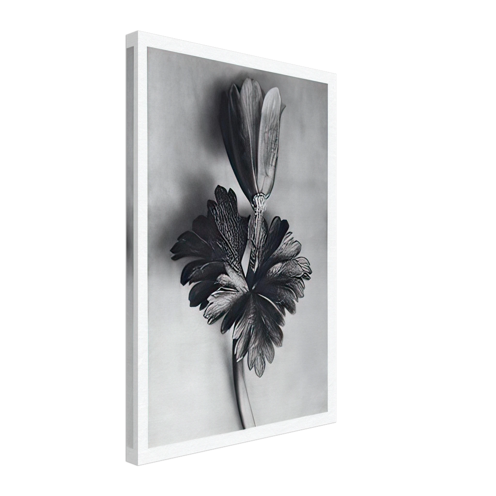 Art Forms in Nature 105 by Karl Blossfeldt, canvas