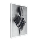 Art Forms in Nature 105 by Karl Blossfeldt, canvas