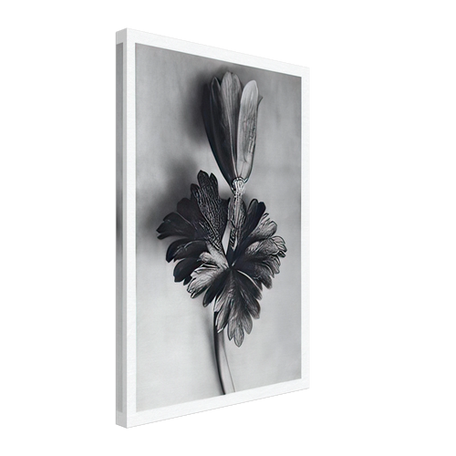 Art Forms in Nature 105 by Karl Blossfeldt, canvas
