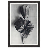 Art Forms in Nature 105 by Karl Blossfeldt, framed poster, view 2