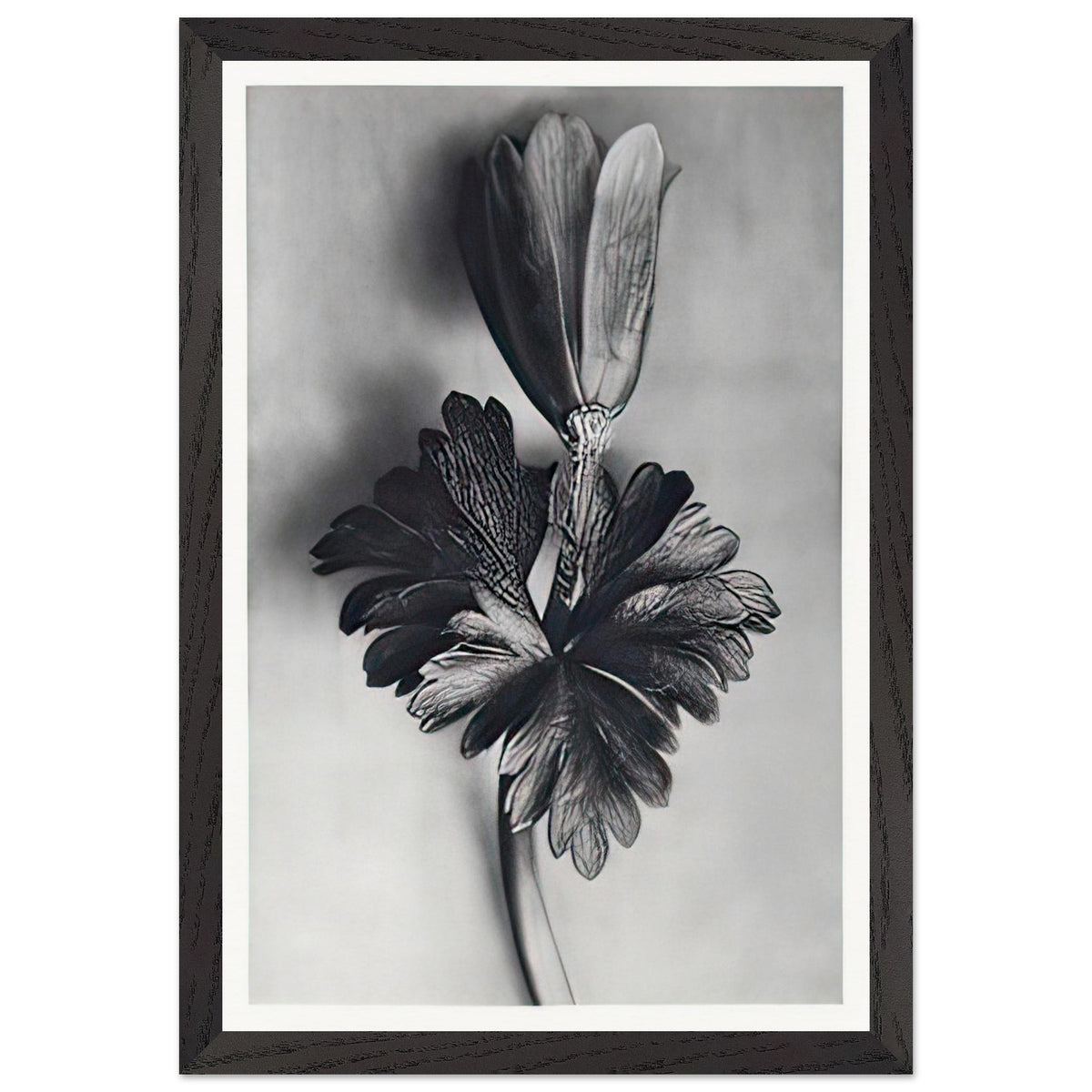 Art Forms in Nature 105 by Karl Blossfeldt, framed poster, view 2
