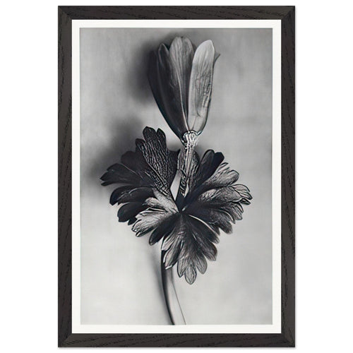 Art Forms in Nature 105 by Karl Blossfeldt, framed poster, view 2