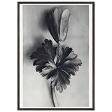 Art Forms in Nature 105 by Karl Blossfeldt, framed poster, view 3
