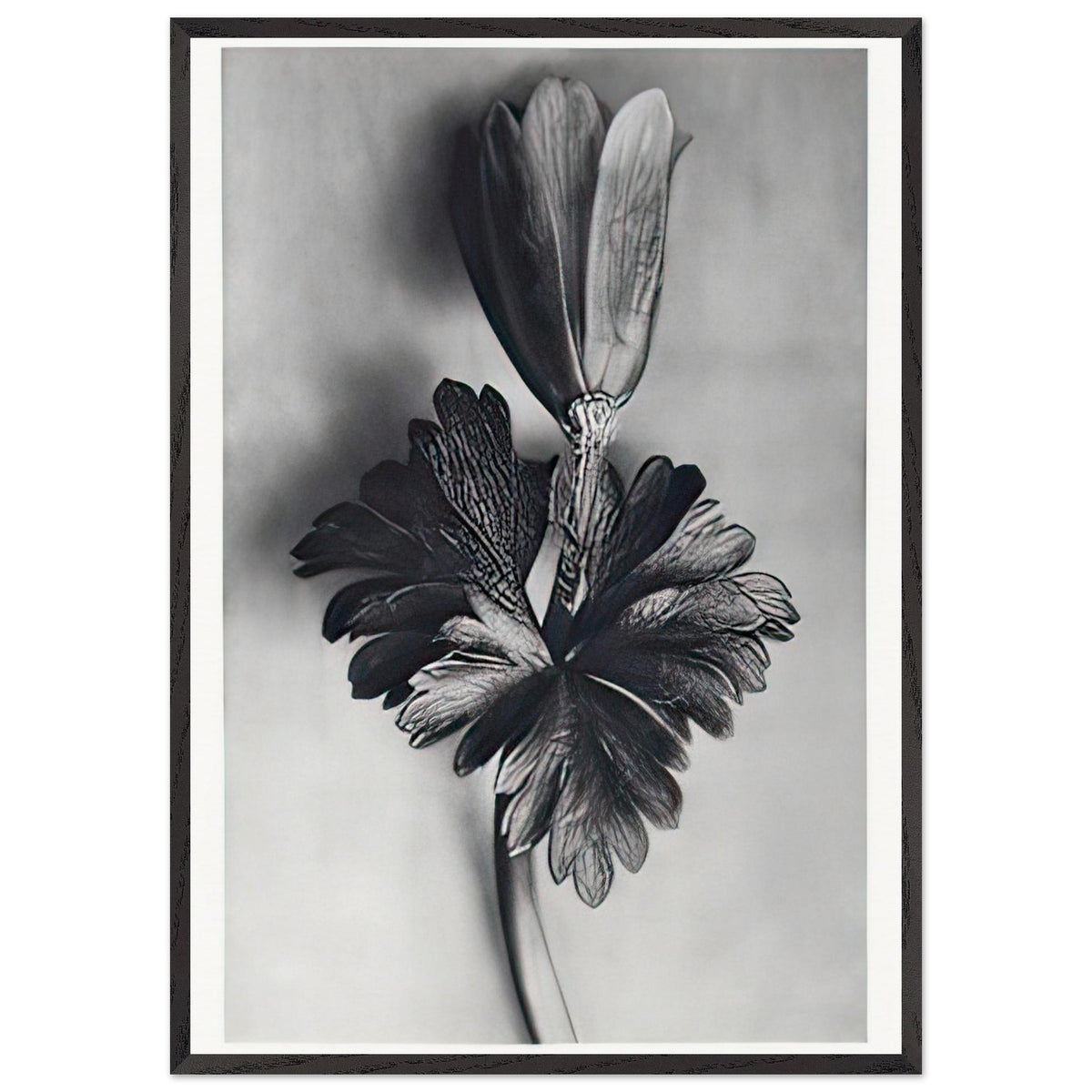 Art Forms in Nature 105 by Karl Blossfeldt, framed poster, view 3