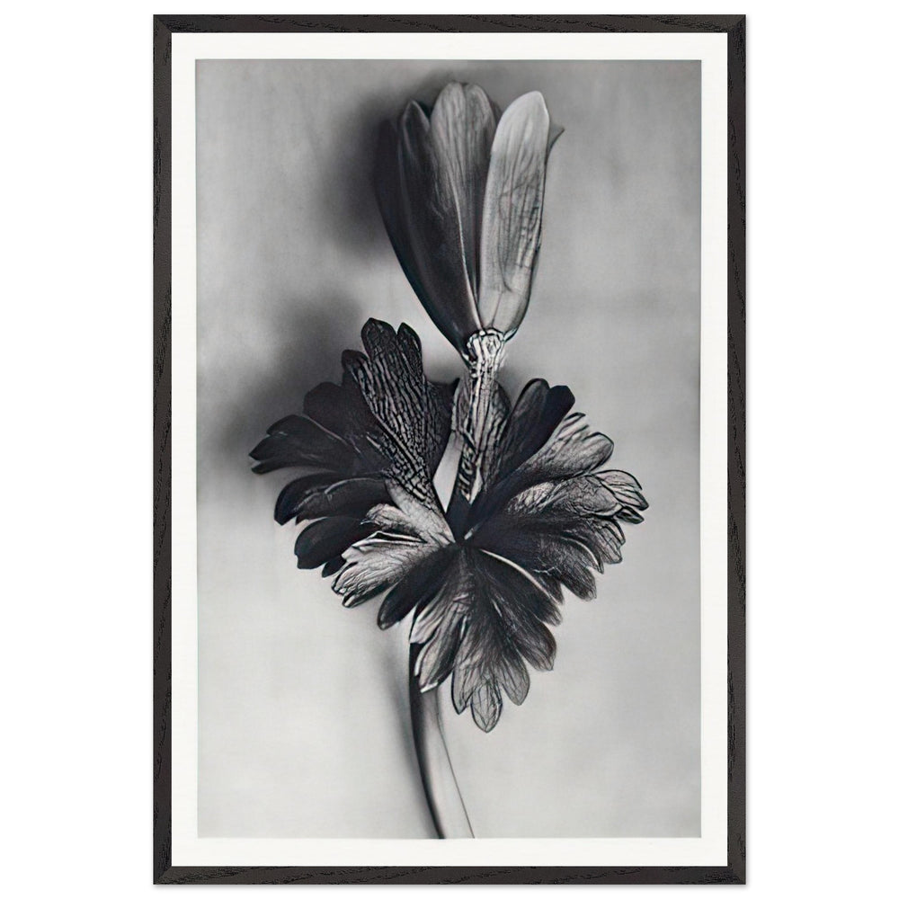 Art Forms in Nature 105 by Karl Blossfeldt, framed poster