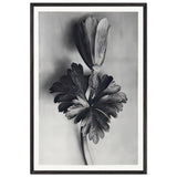 Art Forms in Nature 105 by Karl Blossfeldt, framed poster
