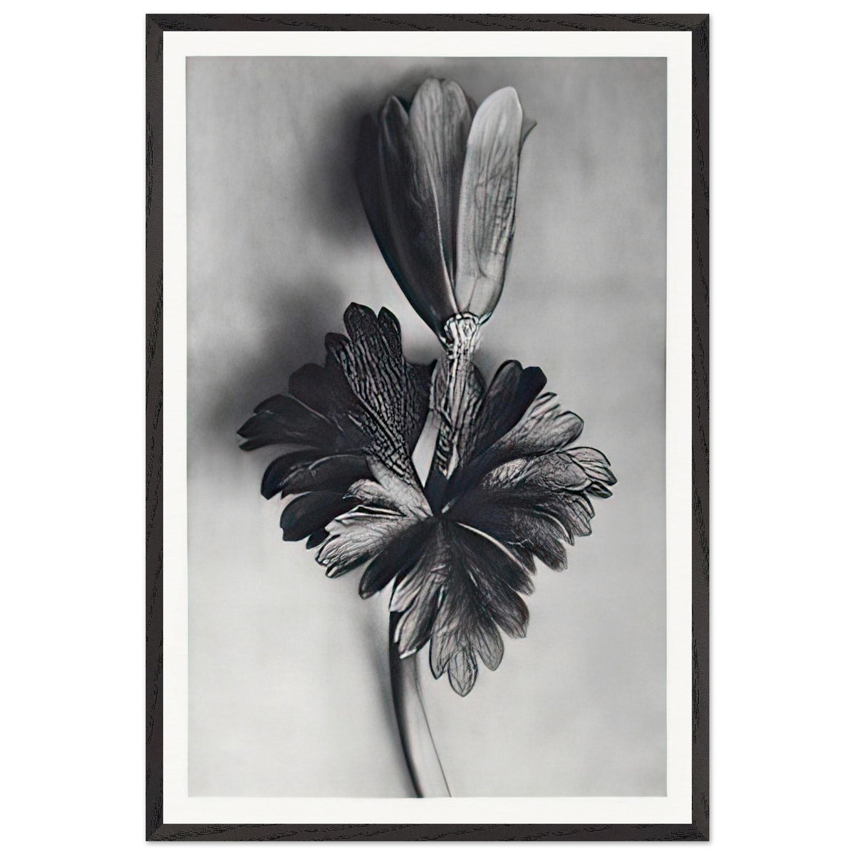 Art Forms in Nature 105 by Karl Blossfeldt, framed poster