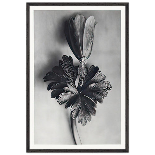 Art Forms in Nature 105 by Karl Blossfeldt, framed poster