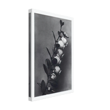 Art Forms in Nature 106 by Karl Blossfeldt, canvas, view 2