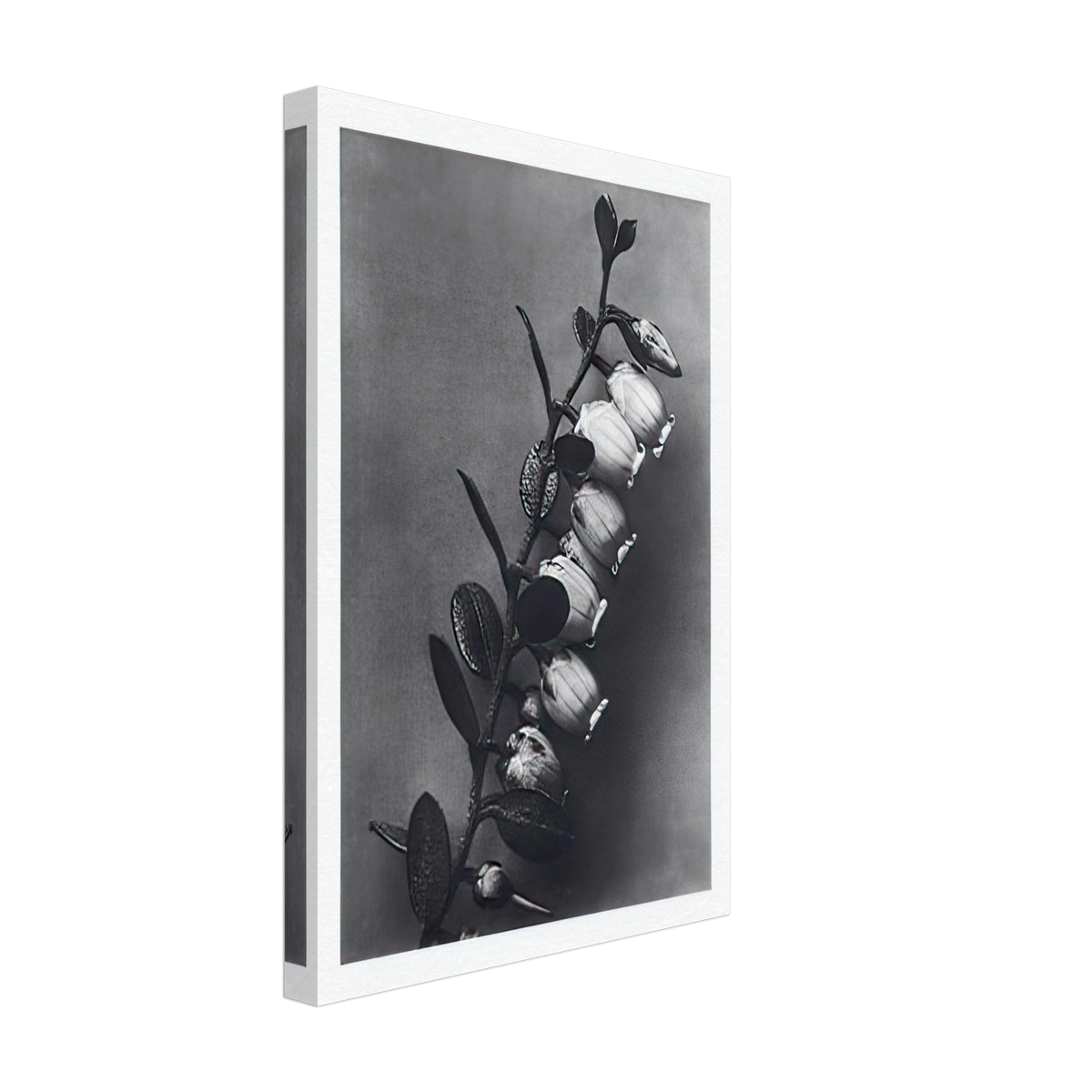 Art Forms in Nature 106 by Karl Blossfeldt, canvas, view 2