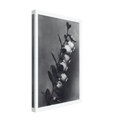 Art Forms in Nature 106 by Karl Blossfeldt, canvas, view 2