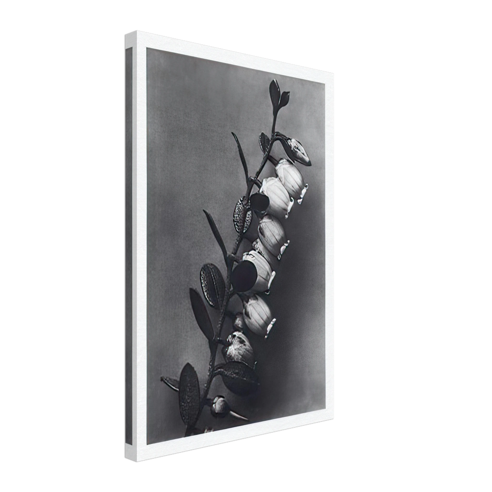 Art Forms in Nature 106 by Karl Blossfeldt, canvas
