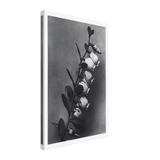 Art Forms in Nature 106 by Karl Blossfeldt, canvas