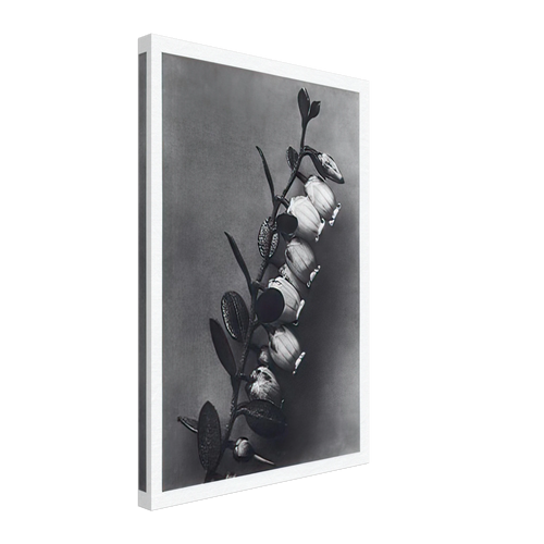 Art Forms in Nature 106 by Karl Blossfeldt, canvas