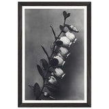 Art Forms in Nature 106 by Karl Blossfeldt, framed poster, view 2