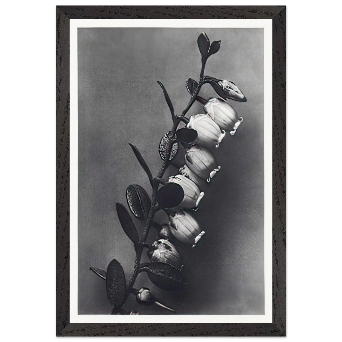 Art Forms in Nature 106 by Karl Blossfeldt, framed poster, view 2