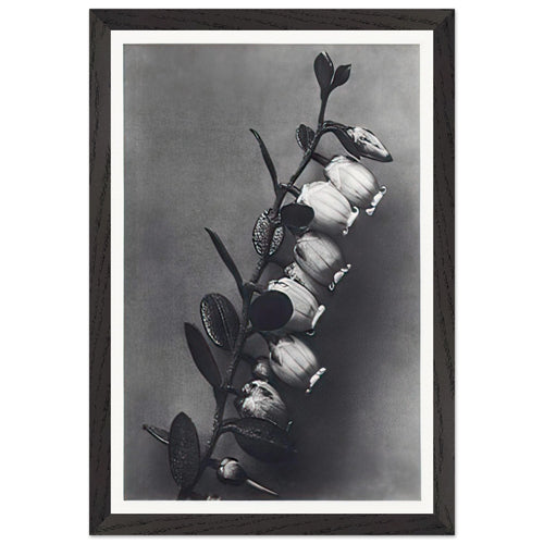 Art Forms in Nature 106 by Karl Blossfeldt, framed poster, view 2